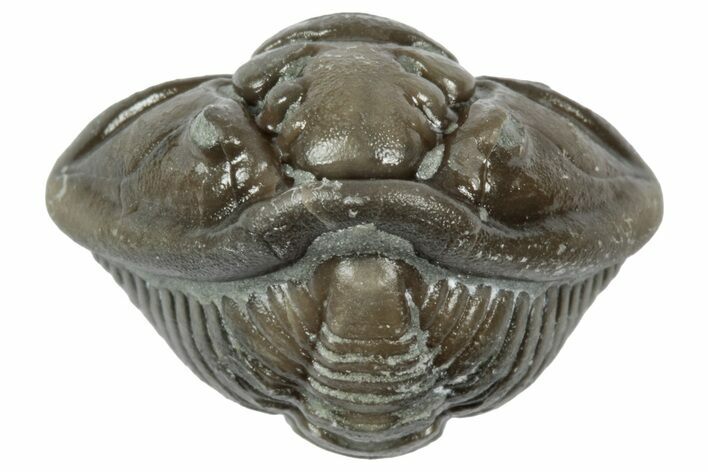 Wide Enrolled Flexicalymene Trilobite - Mt Orab, Ohio #358086